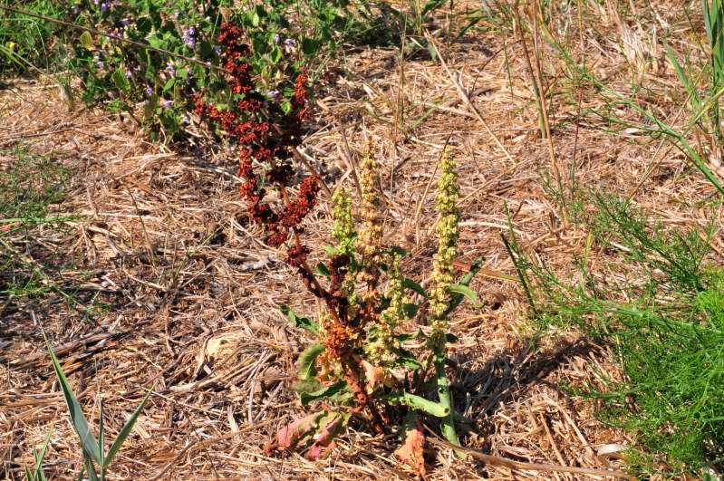 Rumex crispus / Romice crespo